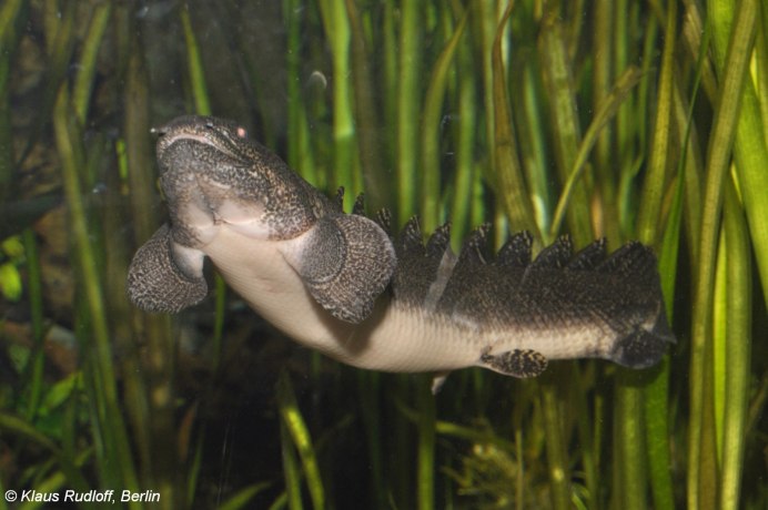 Полиптерус орнатипиннис (Polypterus ornatipinnis)