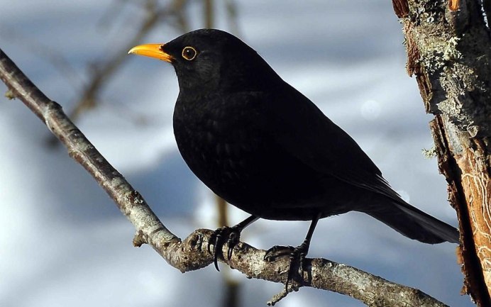 Turdus Merula самка