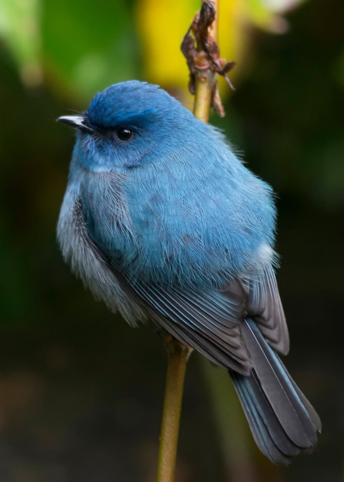 Cyanopica Cyana
