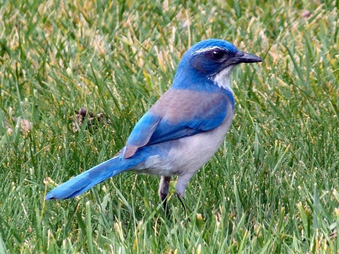 Соловей синий (Luscinia cyane).