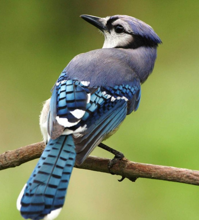 Blue-Gray Gnatcatcher