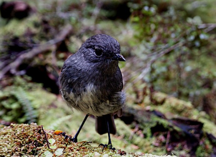 Сарай для птицы