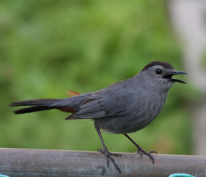 Gray Catbird птица