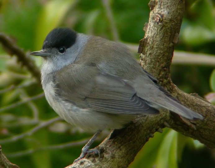 Серый Дрозд (Grey Catbird)