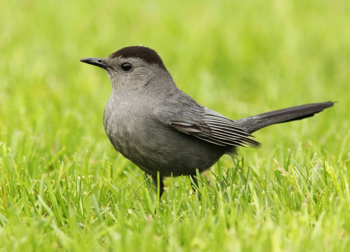 Gray Catbird птица