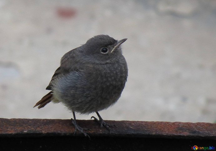 Дрозд чёрный в крапинку