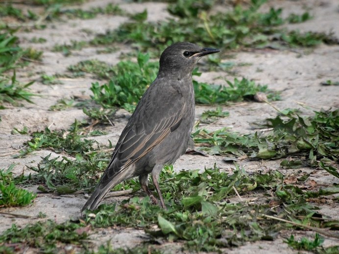 Дрозд чёрный в крапинку