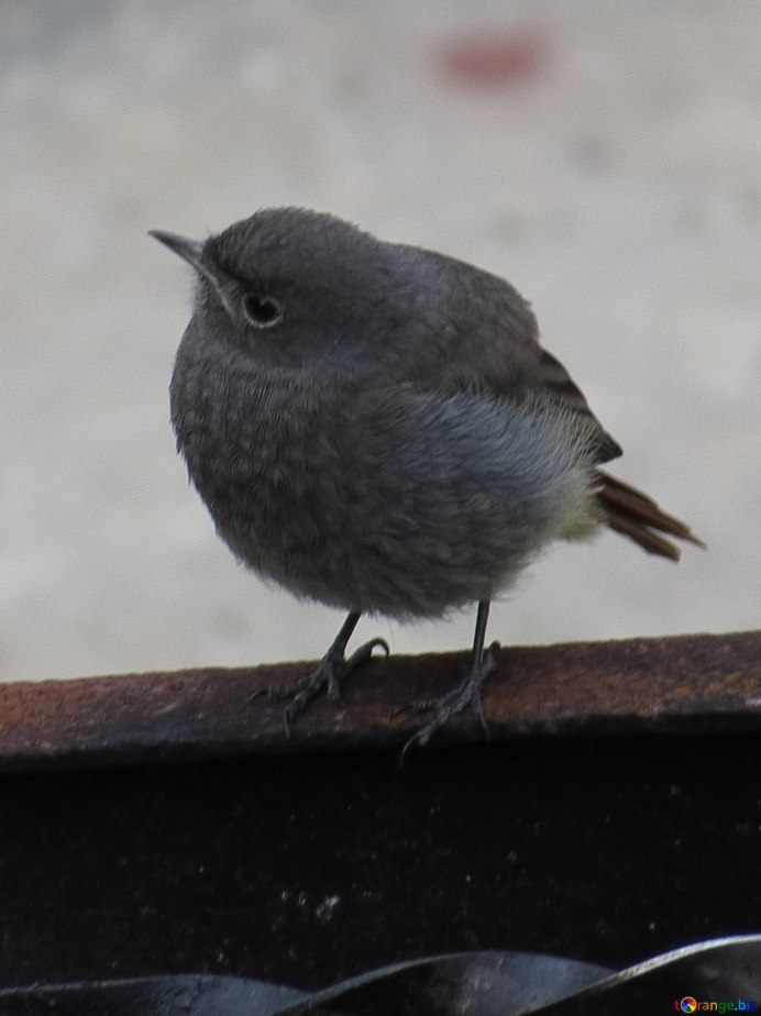 Воробей горихвостки птенец