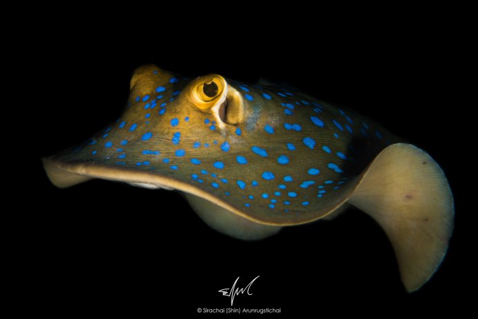 Stingray рыба