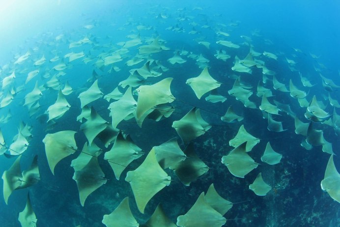 Stingray meaning