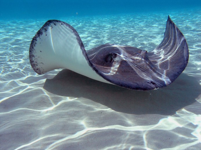 Скаты манты красное море