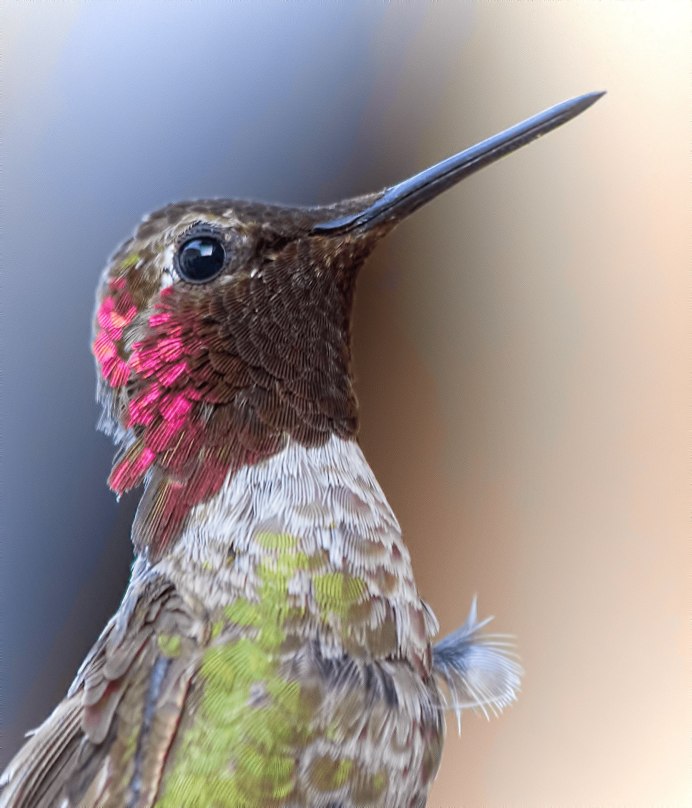 Giant Hummingbird