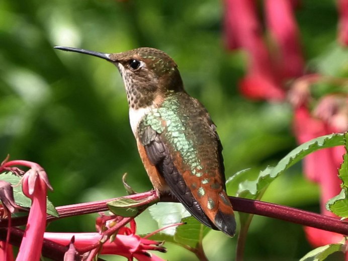 Hummingbird Flower realistic