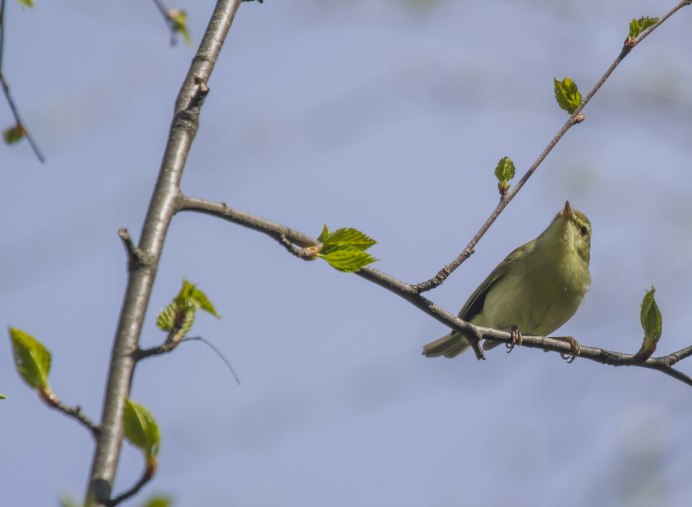 Желтобрюхая пеночка (Phylloscopus nitidus)