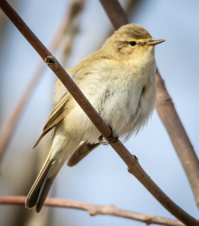 Тусклая Зарничка (Phylloscopus humei)