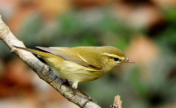 Желтобрюхая пеночка (Phylloscopus nitidus)