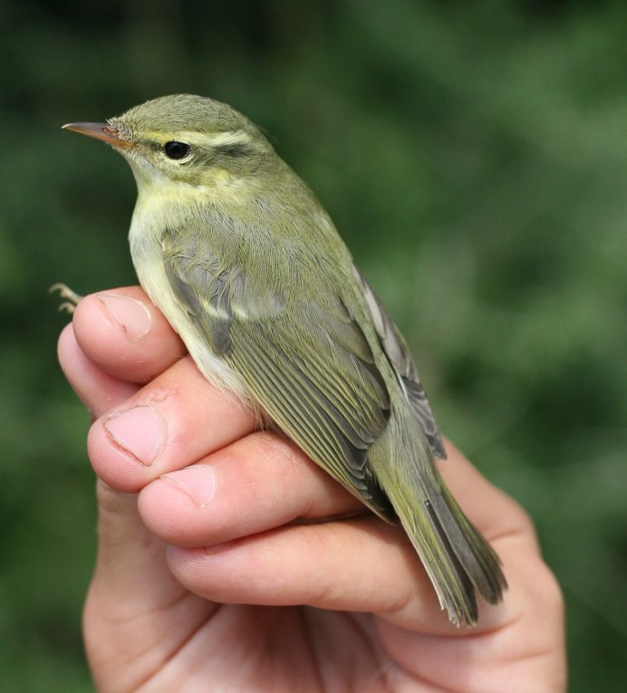 Phylloscopus nitidus