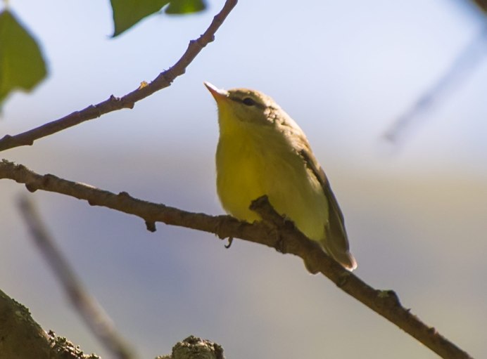 Пеночка-теньковка (Phylloscopus collybita)