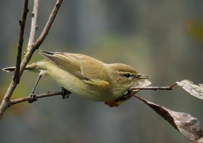 Пеночка-теньковка, пеночка-кузнечик (Phylloscopus collybita)