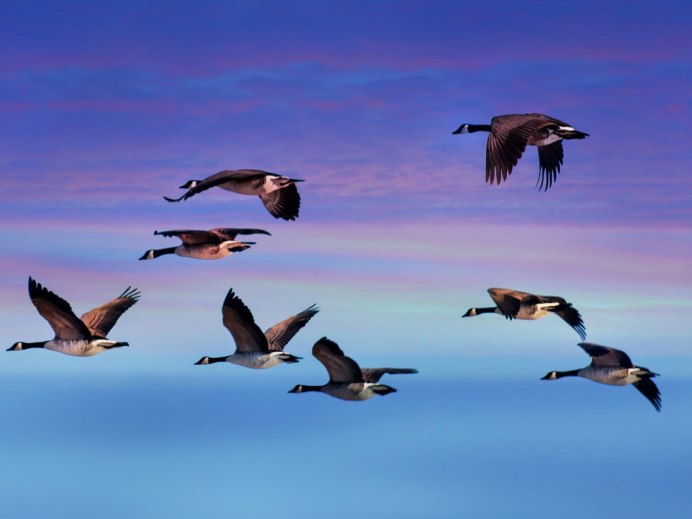 Хвост птицы