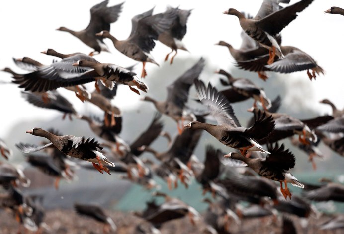 Птичка Ткачик гнездо