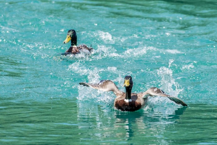 Миграция животных