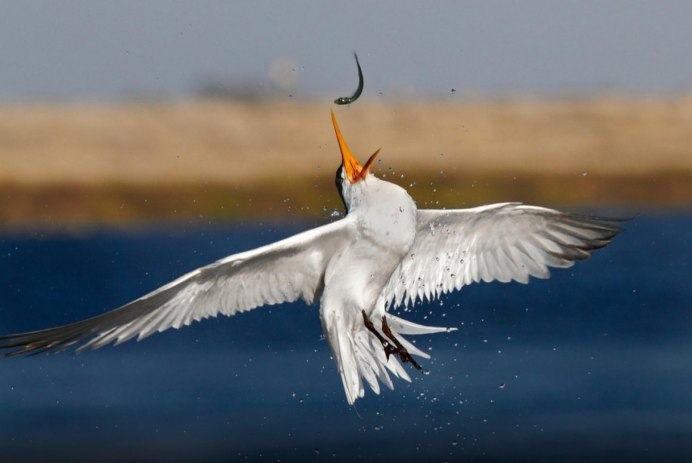 Уточки плещутся в воде