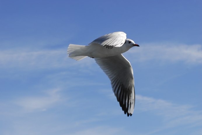 Дикие гуси косяк