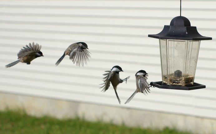 Птицы в движении