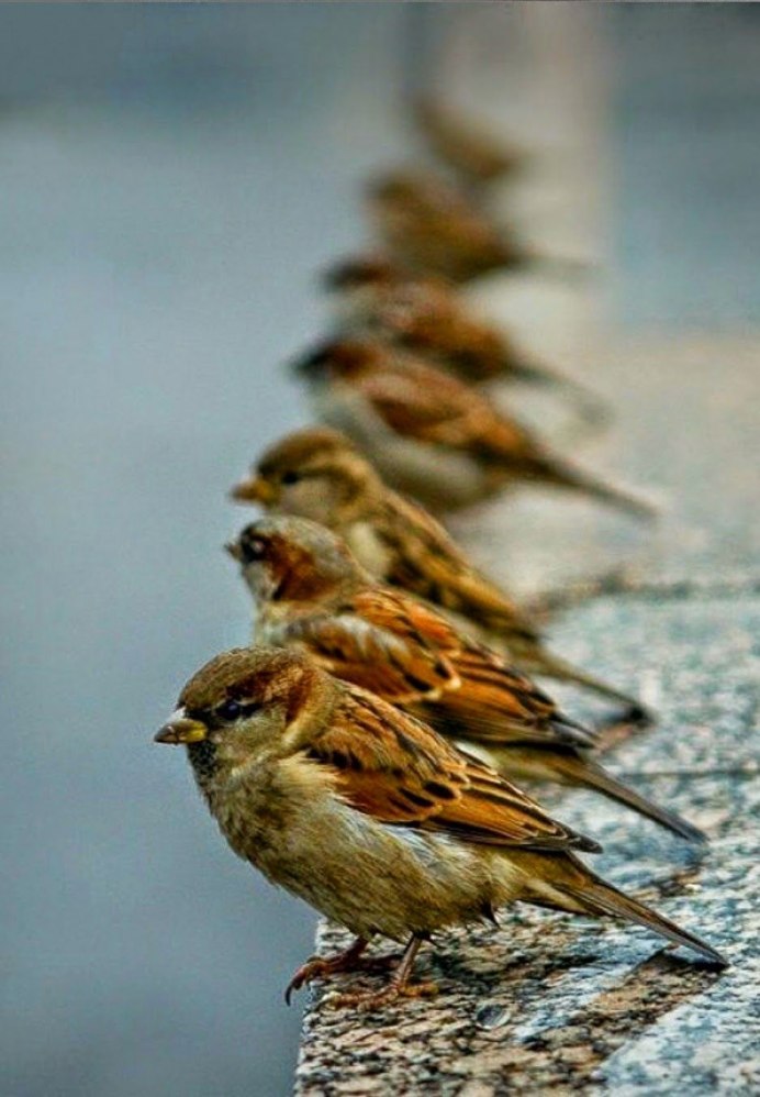 Стая птиц в полете