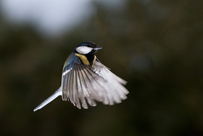 Птицы в движении