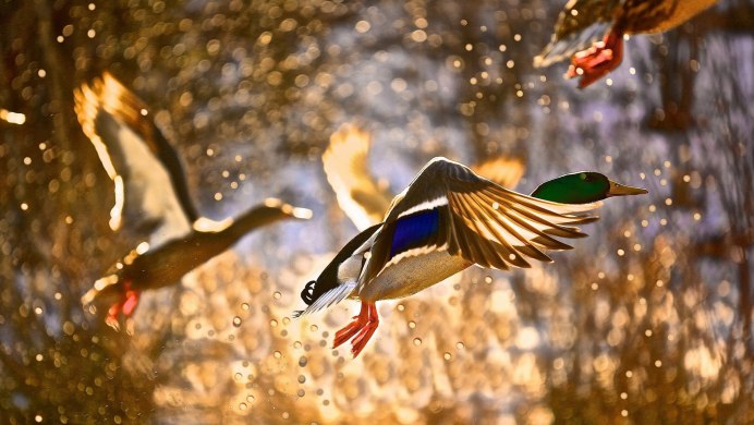 Птичка в полете