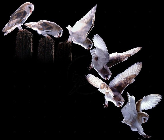 Порхающая птица