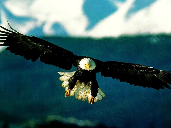 Крачка водоплавающая птица