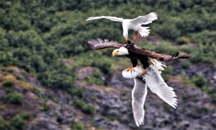 Чёрный Дрозд миграция