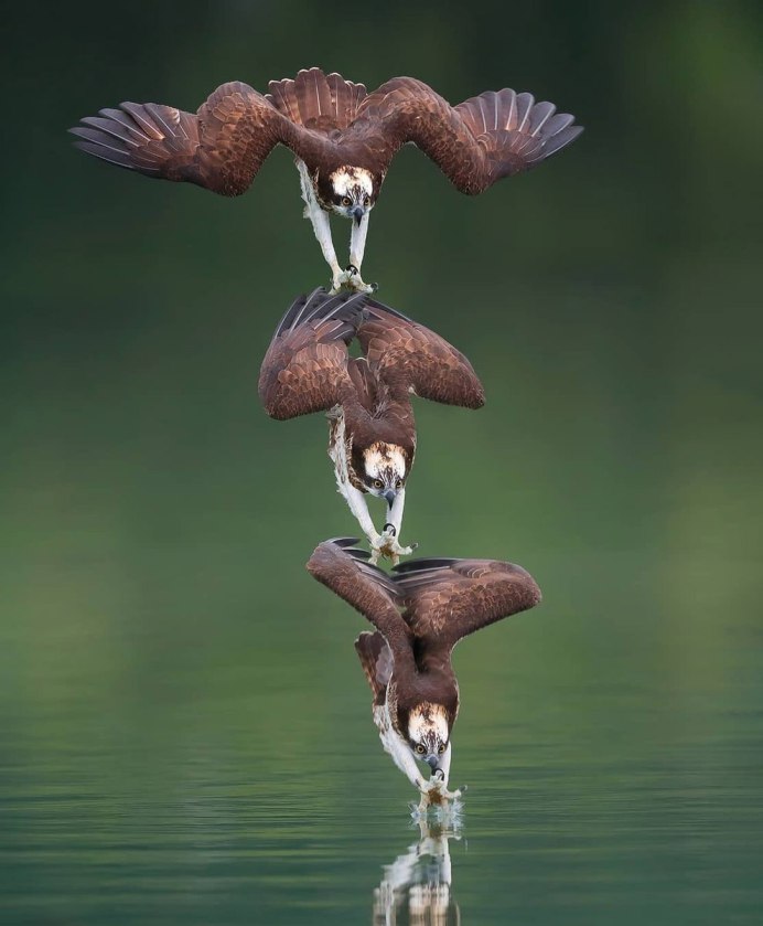 Птицы клином на Кипре