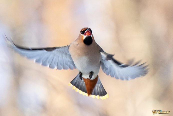 Свиристель Крылья