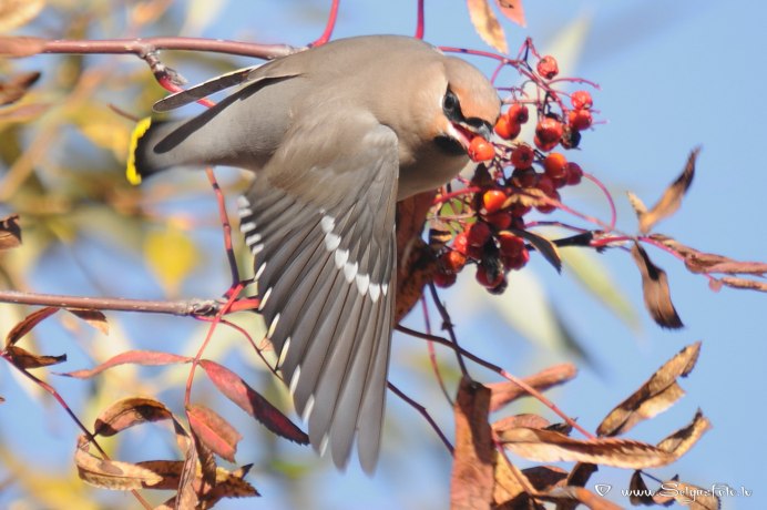 Сорокопут свиристель