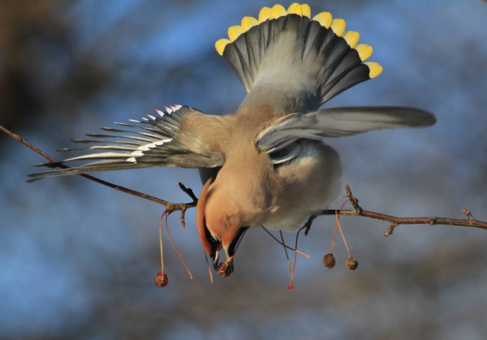 Стая свиристелей