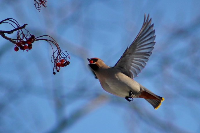 Птицы свиристели