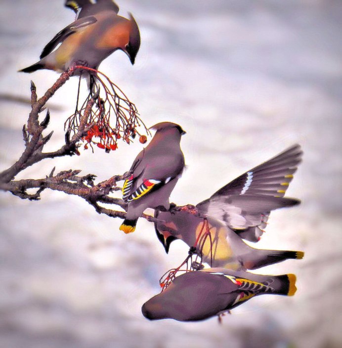 Птицы с хохолком на голове