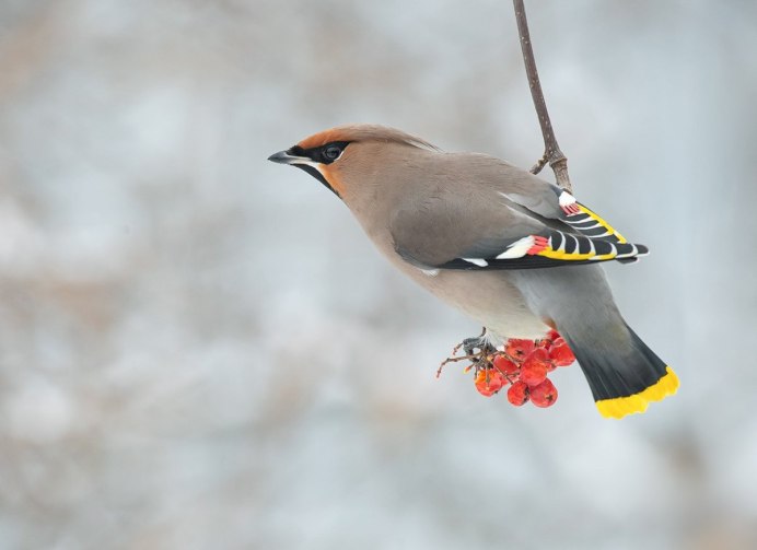 Птицы Владивостока