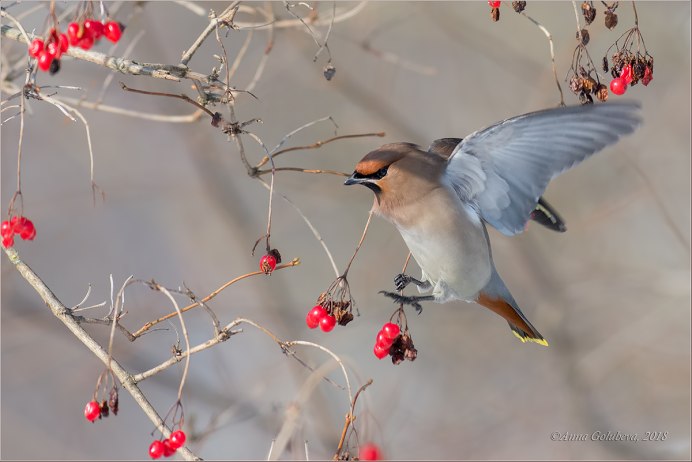 Свиристель и поползень