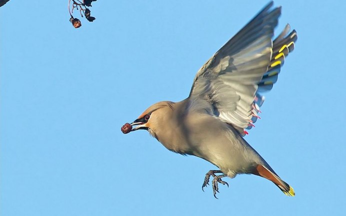 Свиристель в полете