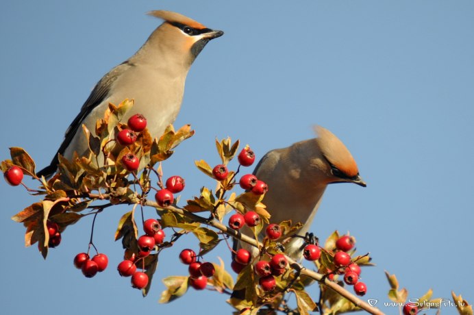 Свиристель Шардоне