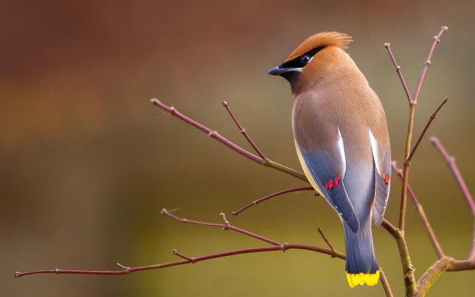 Свиристель птенец