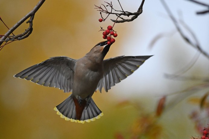 Свиристель летает