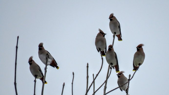 Свиристель в Ленинградской области