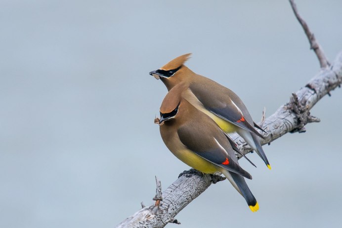 Свиристель летит
