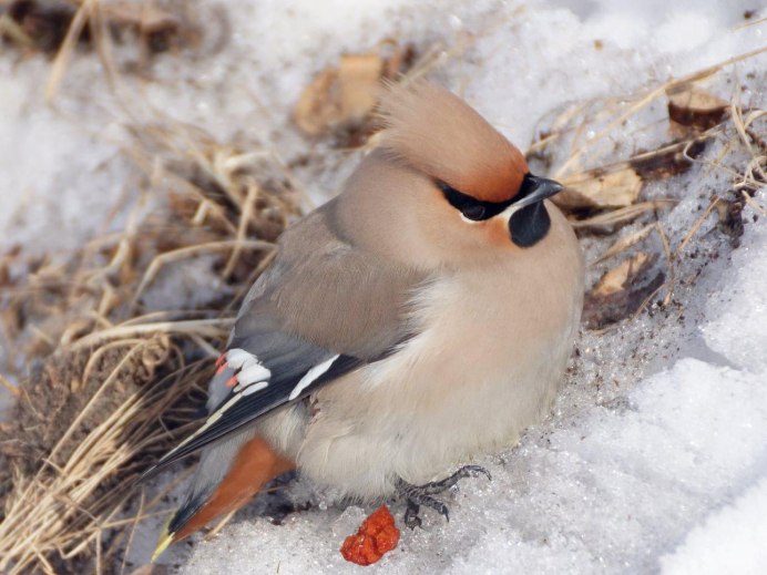 Богемский свиристель
